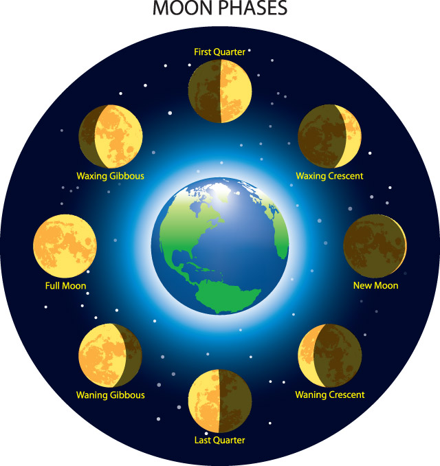 What are phases (moon)? The phases are the changes in the part of the ...