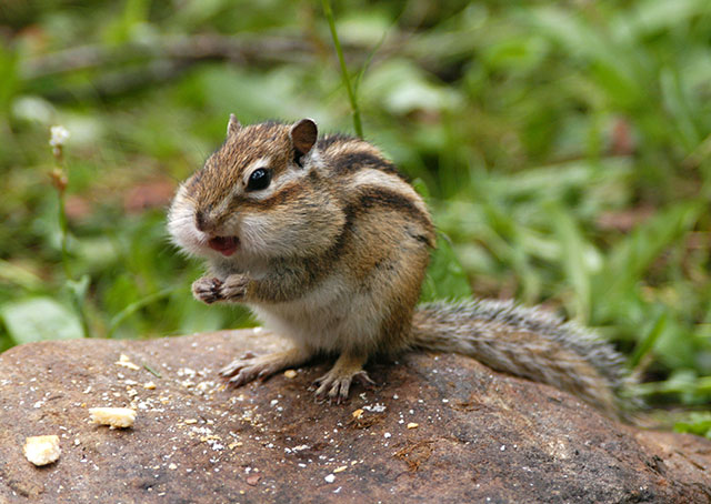 What is a rodent? A rodent is a gnawing animal that has very large, chisel-shaped front teeth. Their teeth are always growing, and so are never worn completely away. What is a rodent? A rodent is a gnawing animal that has very large, chisel-shaped front teeth. Their teeth are always growing, and so are never worn completely away.