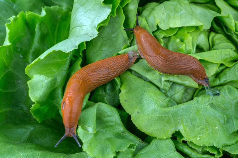 What does a discount slug look like