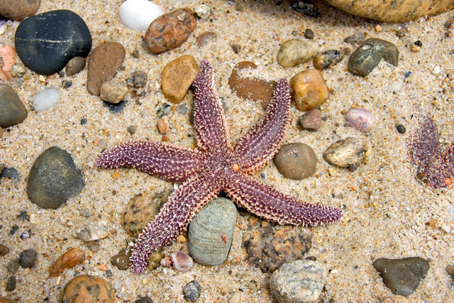 What is a starfish? A starfish is an animal without a backbone and a small  disc-like body with five large arms.