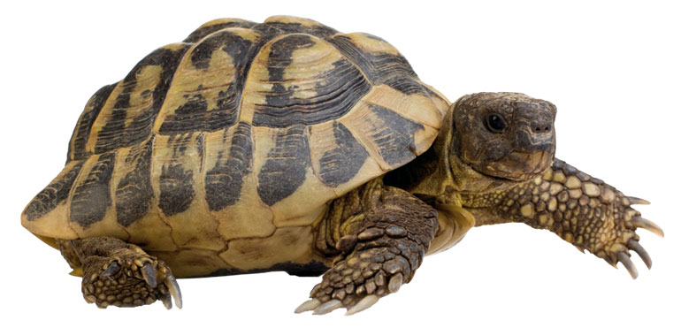Domestic tortoise sales